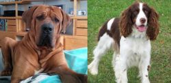Tosa vs English Springer Spaniel - Breed Comparison