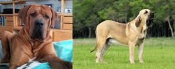 Tosa vs Fila Brasileiro - Breed Comparison