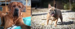 Tosa vs French Bulldog - Breed Comparison