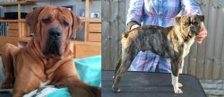 Tosa vs Fruggle - Breed Comparison