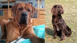 Tosa vs German Spaniel - Breed Comparison