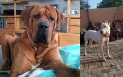 Tosa vs Indian Bull Terrier - Breed Comparison