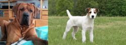 Tosa vs Jack Russell Terrier - Breed Comparison