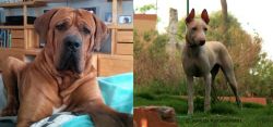 Tosa vs Jonangi - Breed Comparison