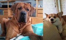 Tosa vs Pembroke Welsh Corgi - Breed Comparison