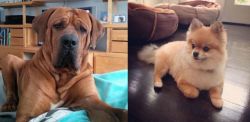 Tosa vs Pomeranian - Breed Comparison