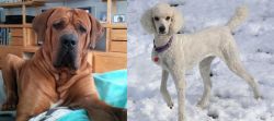 Tosa vs Poodle - Breed Comparison