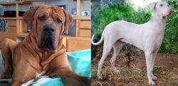 Tosa vs Rajapalayam - Breed Comparison
