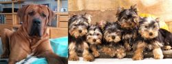 Tosa vs Yorkshire Terrier - Breed Comparison
