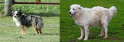 Toy Australian Shepherd vs Abruzzenhund - Breed Comparison