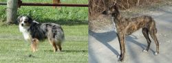 Toy Australian Shepherd vs American Staghound - Breed Comparison
