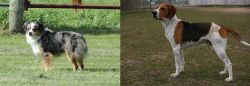 Toy Australian Shepherd vs Anglo-Francais de Petite Venerie - Breed Comparison