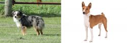 Toy Australian Shepherd vs Basenji - Breed Comparison