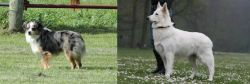 Toy Australian Shepherd vs Berger Blanc Suisse - Breed Comparison