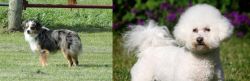 Toy Australian Shepherd vs Bichon Frise - Breed Comparison