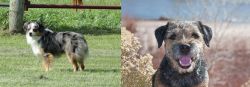 Toy Australian Shepherd vs Border Terrier - Breed Comparison