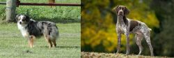 Toy Australian Shepherd vs Braque Francais (Gascogne Type) - Breed Comparison