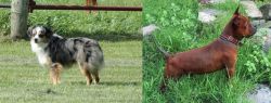 Toy Australian Shepherd vs Chinese Chongqing Dog - Breed Comparison