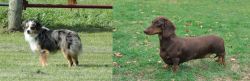 Toy Australian Shepherd vs Dachshund - Breed Comparison