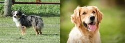 Toy Australian Shepherd vs Golden Retriever - Breed Comparison