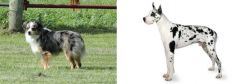 Toy Australian Shepherd vs Great Dane - Breed Comparison