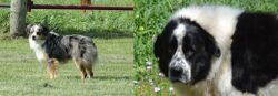 Toy Australian Shepherd vs Greek Sheepdog - Breed Comparison