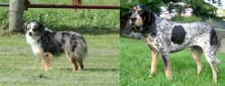 Toy Australian Shepherd vs Griffon Bleu de Gascogne - Breed Comparison