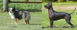 Toy Australian Shepherd vs Hairless Khala - Breed Comparison