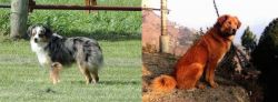 Toy Australian Shepherd vs Himalayan Sheepdog - Breed Comparison