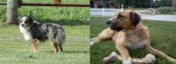 Toy Australian Shepherd vs Irish Mastiff Hound - Breed Comparison