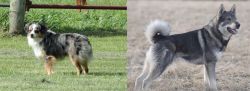 Toy Australian Shepherd vs Jamthund - Breed Comparison