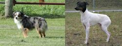Toy Australian Shepherd vs Japanese Terrier - Breed Comparison