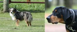 Toy Australian Shepherd vs Lithuanian Hound - Breed Comparison