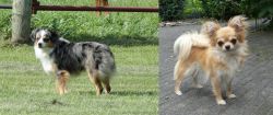 Toy Australian Shepherd vs Long Haired Chihuahua - Breed Comparison