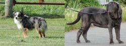 Toy Australian Shepherd vs Neapolitan Mastiff - Breed Comparison