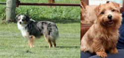 Toy Australian Shepherd vs Norfolk Terrier - Breed Comparison