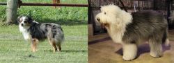 Toy Australian Shepherd vs Old English Sheepdog - Breed Comparison