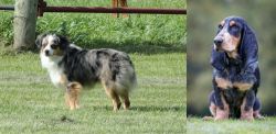 Toy Australian Shepherd vs Petit Bleu de Gascogne - Breed Comparison