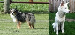 Toy Australian Shepherd vs Phung San - Breed Comparison