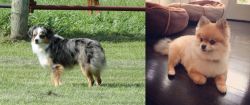 Toy Australian Shepherd vs Pomeranian - Breed Comparison