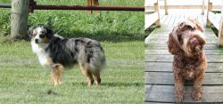 Toy Australian Shepherd vs Portuguese Water Dog - Breed Comparison