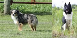 Toy Australian Shepherd vs Russo-European Laika - Breed Comparison