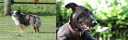 Toy Australian Shepherd vs Shepard Labrador - Breed Comparison