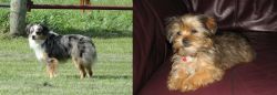 Toy Australian Shepherd vs Shorkie - Breed Comparison