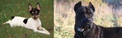 Toy Fox Terrier vs Alano Espanol - Breed Comparison