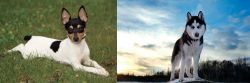 Toy Fox Terrier vs Alaskan Husky - Breed Comparison