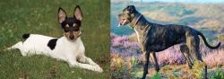 Toy Fox Terrier vs Alaunt - Breed Comparison