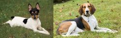 Toy Fox Terrier vs American English Coonhound - Breed Comparison