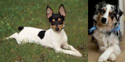 Toy Fox Terrier vs Australian Collie - Breed Comparison