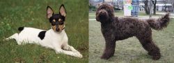 Toy Fox Terrier vs Barbet - Breed Comparison